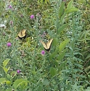 Meet your Posher, Adanna